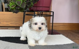 Maltese dogs for sale: Bentley - Image 6
