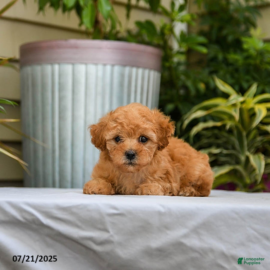 Toy Poodle dogs for sale: Lucy - Image 1