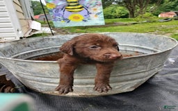 Labrador Retriever dogs for sale: Labrador Retriever 8 puppies - Image 3