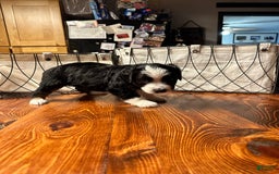 Miniature Australian Shepherd dogs for sale: Black Tri Male 2 - Image 4