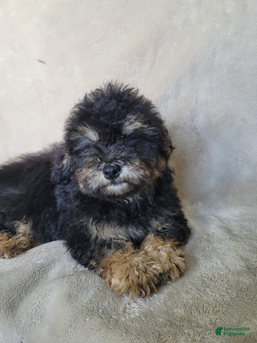 Lhasapoo dogs for sale: Mr. Bentley - Image 8