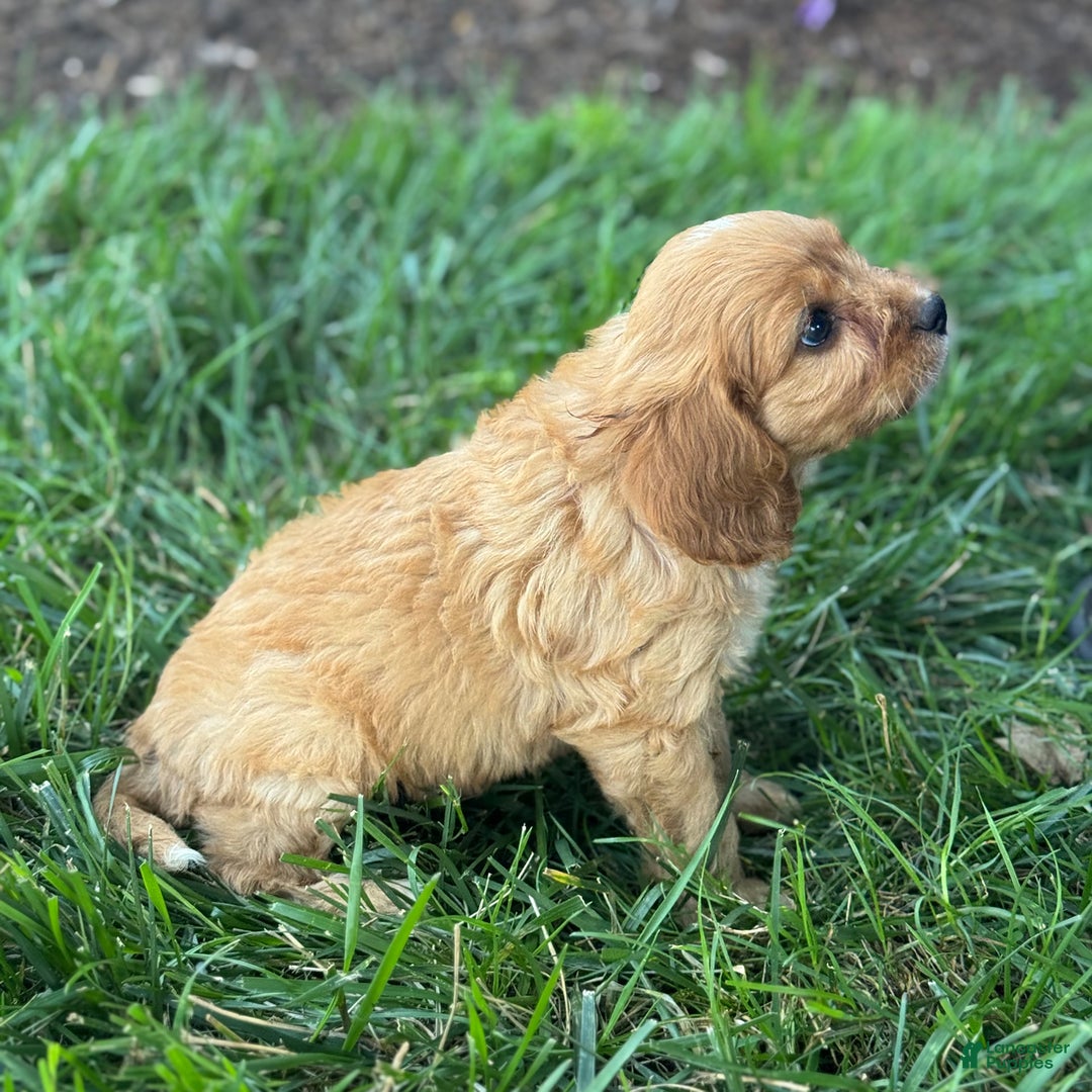 Cavapoo dogs for sale: Tommy - Image 1
