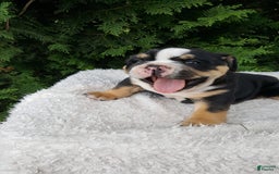 English Bulldog dogs for sale: Sage - Image 2