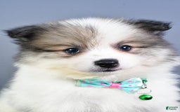 Pomeranian dogs for sale: Sylis - Image 8