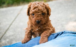 Miniature Poodle dogs for sale: Tristan - Image 2