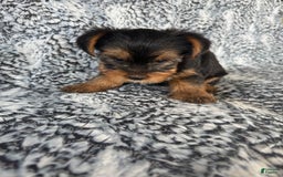 Morkie dogs for sale: Rodney - Image 2