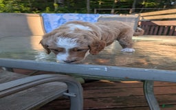 Goldendoodle dogs for sale: Goldendoodle 6 puppies - Image 6