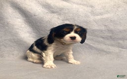 Cavalier King Charles Spaniel dogs for sale: Toby - Image 12