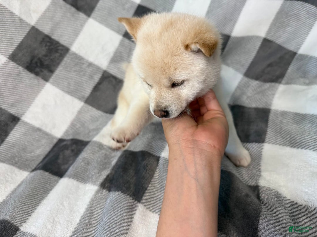 Shiba Inu dogs for sale: Aiko - Image 5
