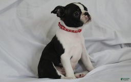 Boston Terrier dogs for sale: Luca - Image 5