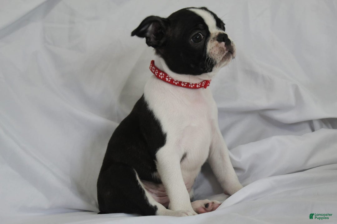 Boston Terrier dogs for sale: Luca - Image 5