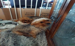 Yorkshire Terrier dogs for sale: Bear - Image 2