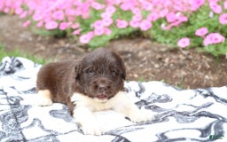 Newfoundland dogs for sale: Bruno - Image 4