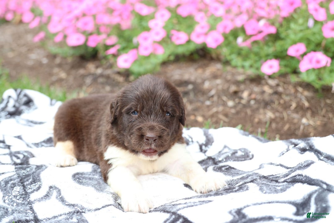 Newfoundland dogs for sale: Bruno - Image 4