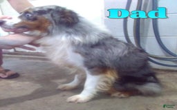 Miniature Australian Shepherd dogs for sale: Buddy - Image 8