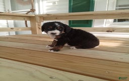 Bernedoodle dogs for sale: Addie - Image 3