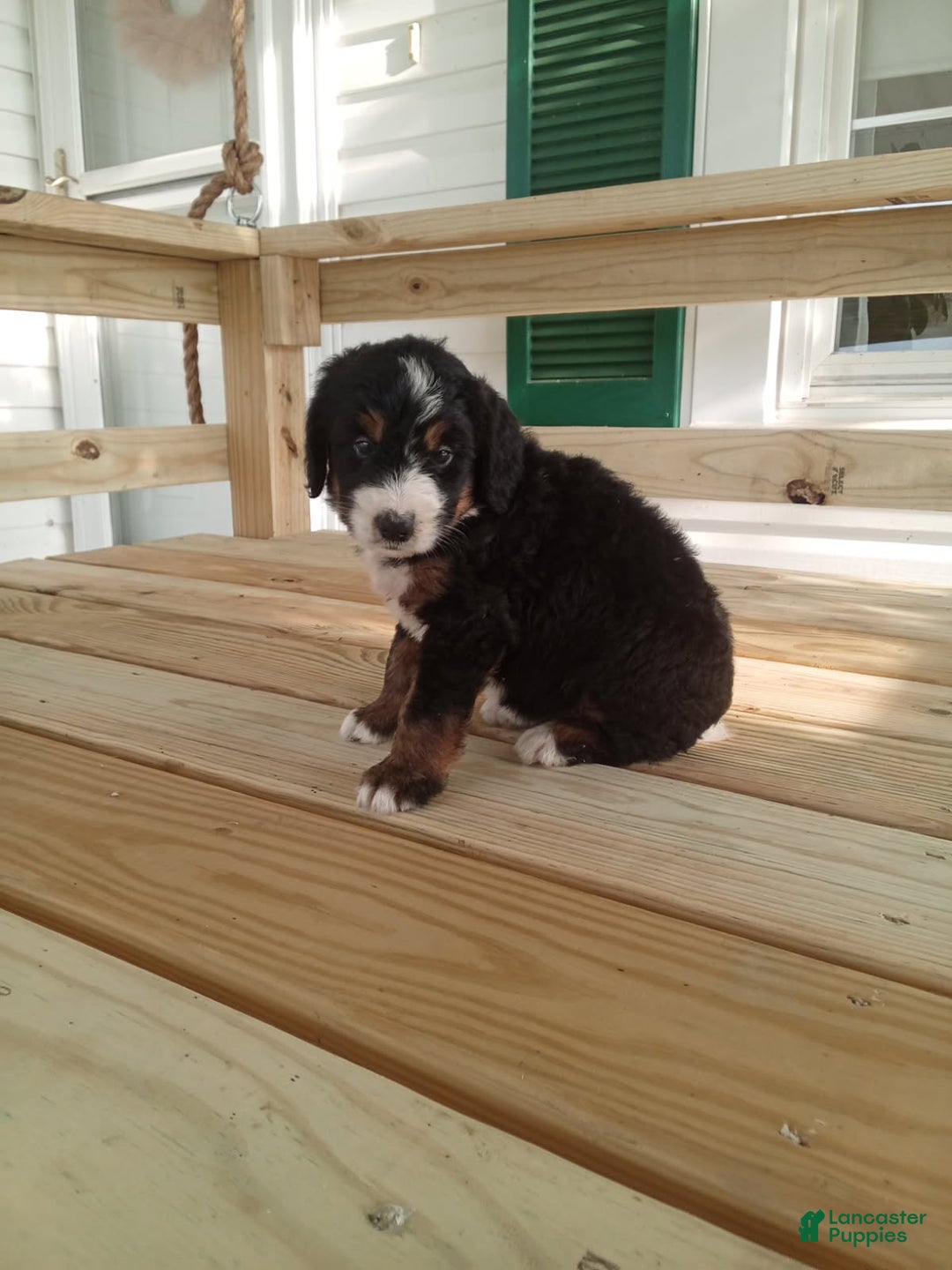 Bernedoodle dogs for sale: Addie - Image 3