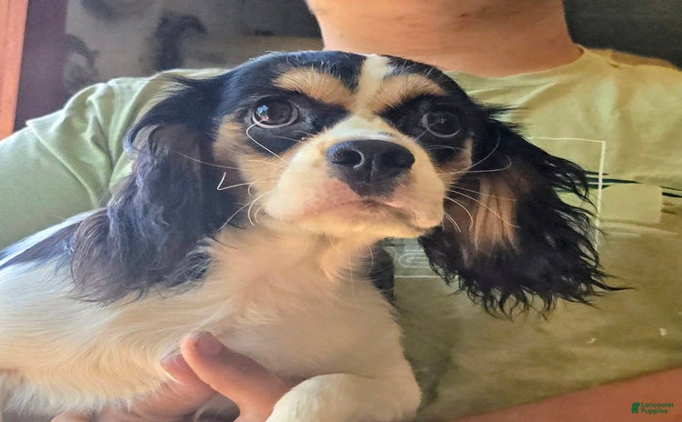 Cockalier dogs for sale - Ad 4