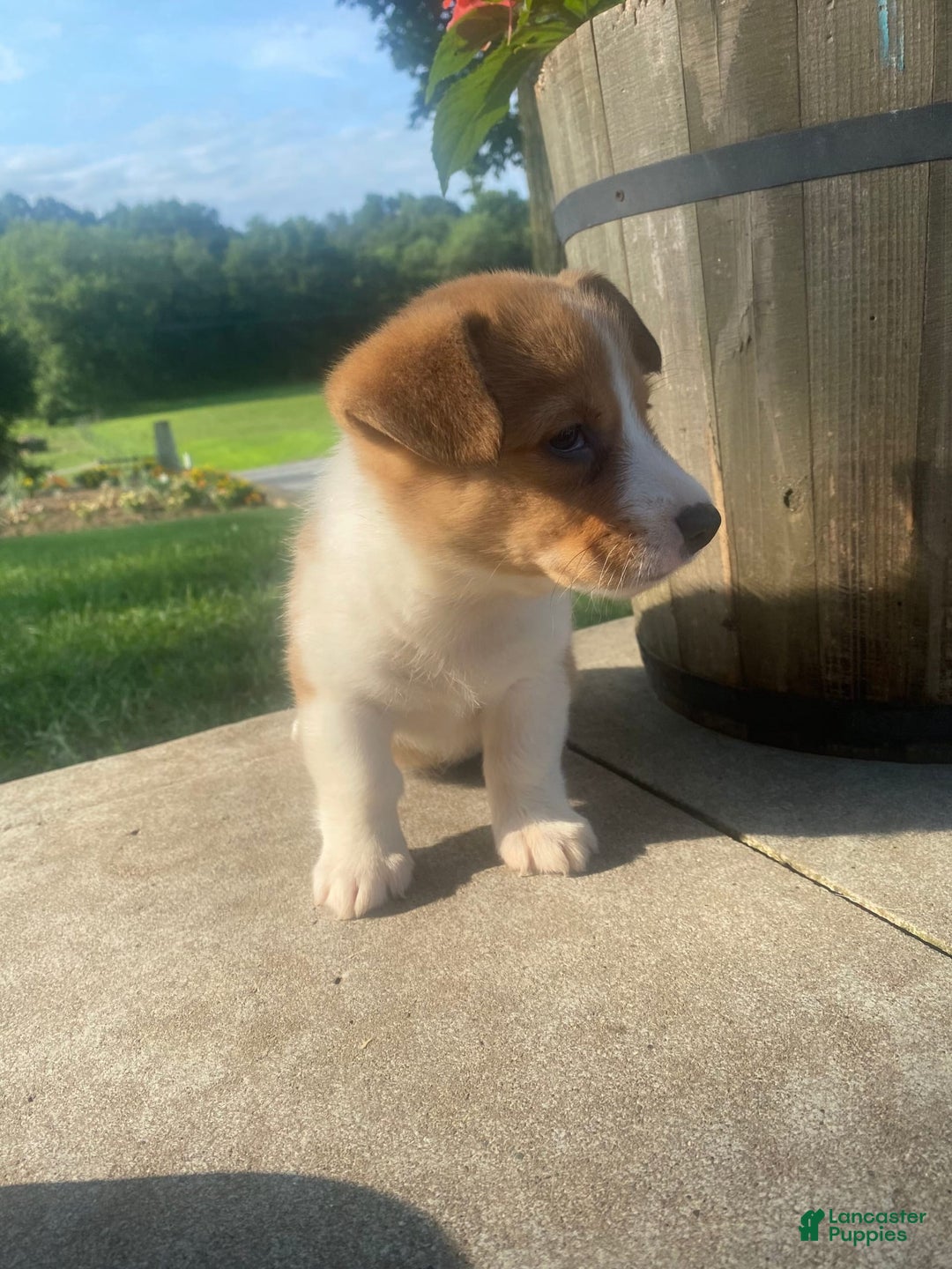Welsh Corgi Pembroke dogs for sale: Lady - Image 5