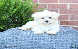 Maltese dogs for sale: Snickers - Image 3