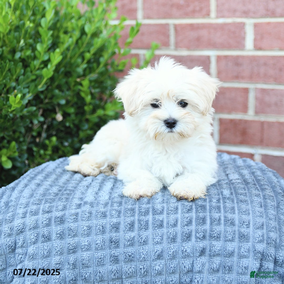 Maltese dogs for sale: Snickers - Image 3