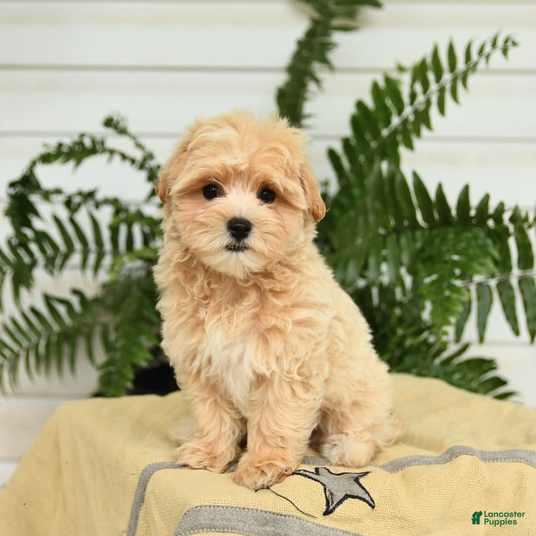 Maltipoo dogs for sale: Tanner - Image 4