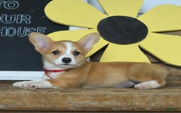 Welsh Corgi Pembroke dogs for sale: Maple - Image 2