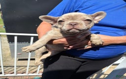 French Bulldog dogs for sale: Luna - Image 1