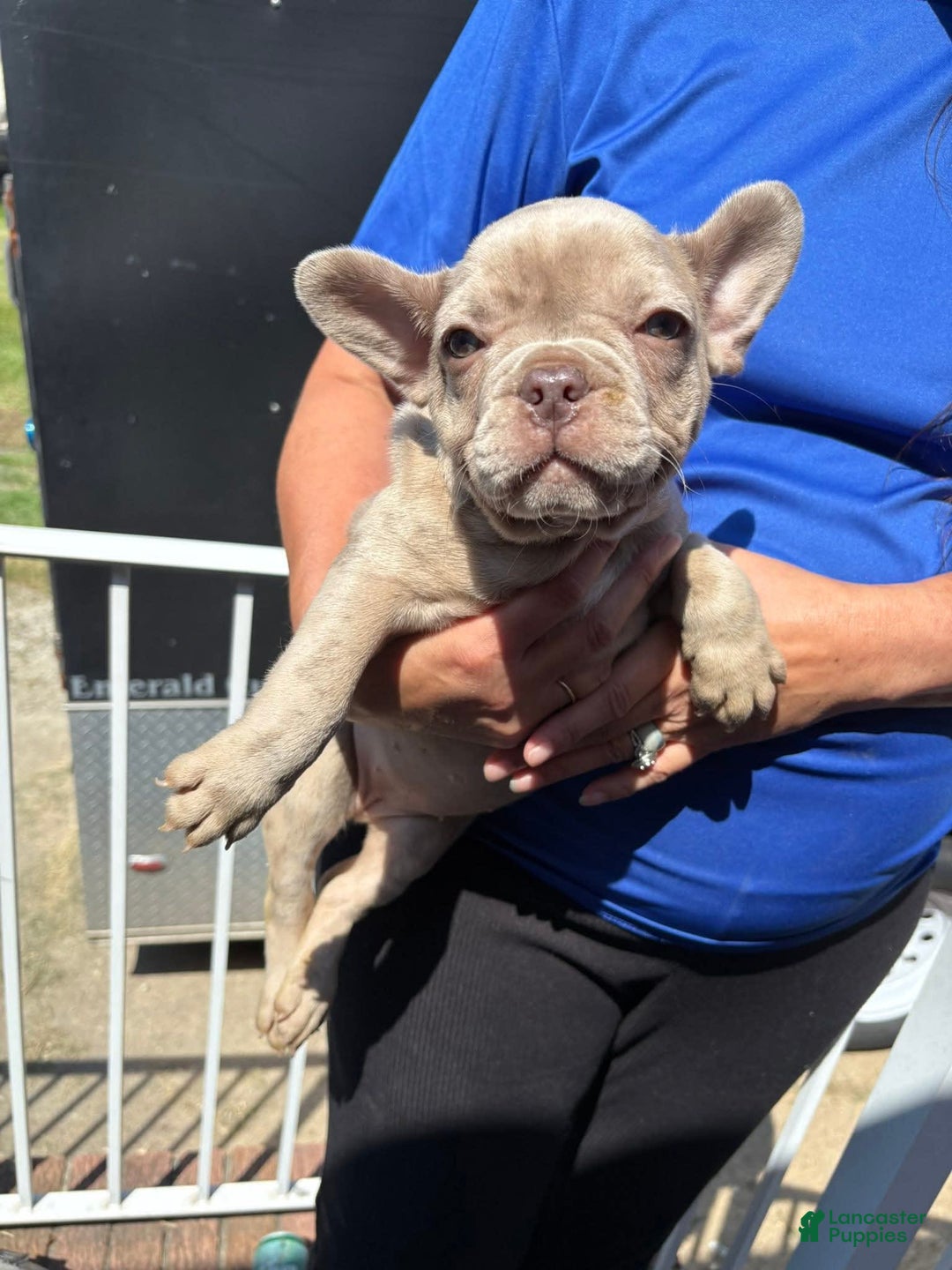 French Bulldog dogs for sale: Luna - Image 1