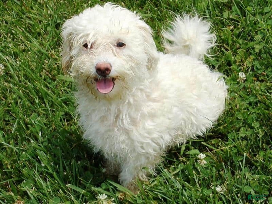 Teddy Bear dogs for sale: Polly - Image 5