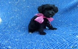 Maltipoo dogs for sale: Beth - Image 1