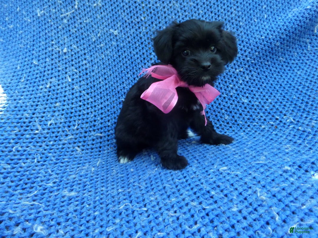Maltipoo dogs for sale: Beth - Image 1