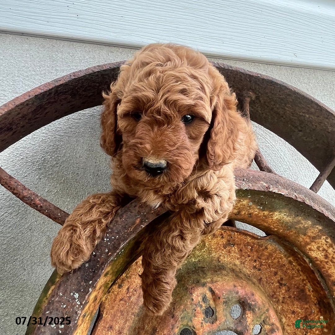 Mini Goldendoodle dogs for sale: Zeus - Image 3