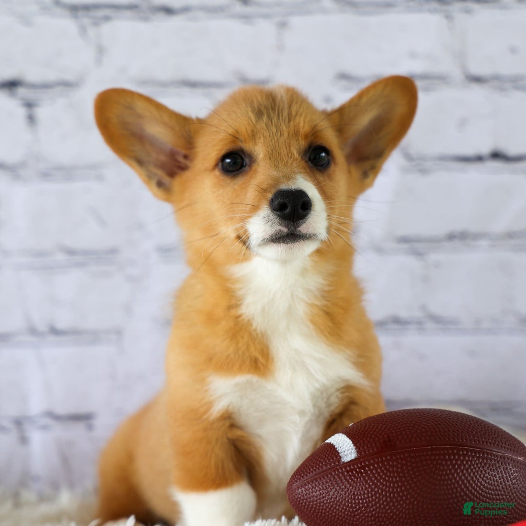 Welsh Corgi Pembroke dogs for sale: Gilbert - Image 6