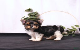 Biewer Terrier dogs for sale: Addie Extra Small - Image 3