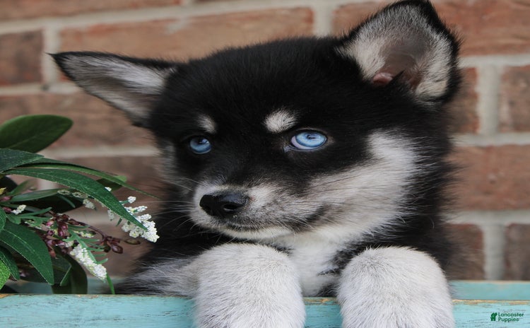 Pomsky dogs for sale - Ad 1