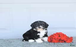 Miniature Bernese Mountain Dog dogs for sale: Peanut - Image 1