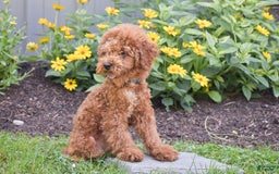 Miniature Poodle dogs for sale: Malcolm - Image 1