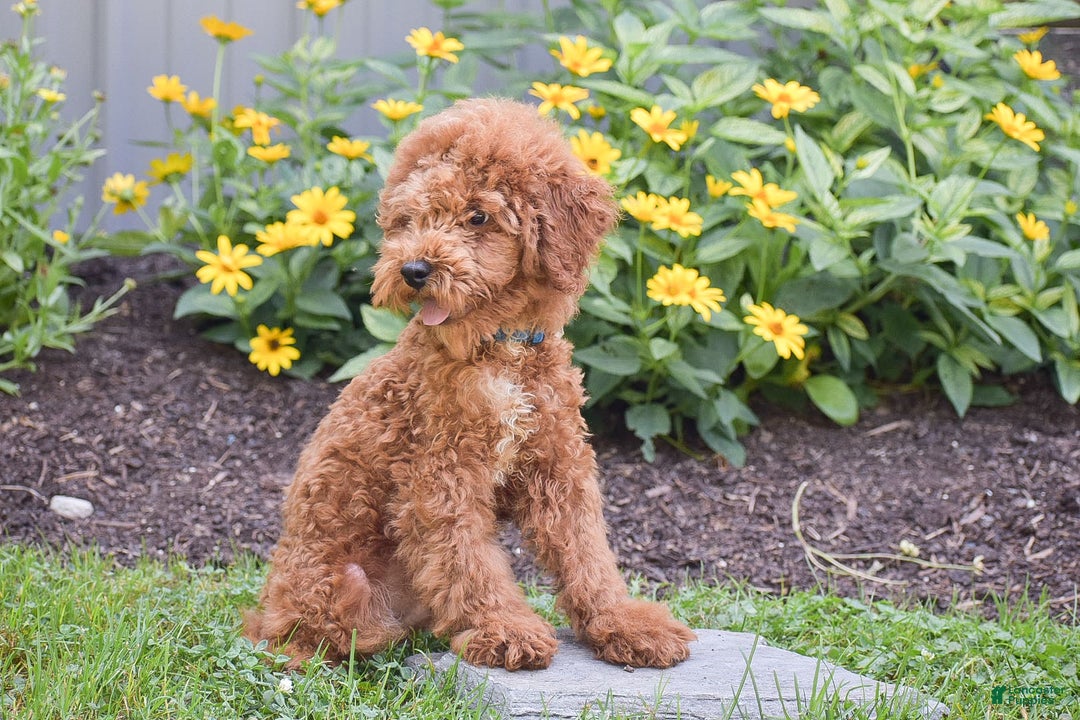 Miniature Poodle dogs for sale: Malcolm - Image 1
