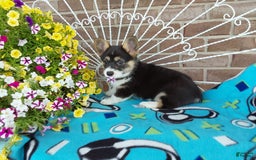 Welsh Corgi Pembroke dogs for sale: Chase - Image 4