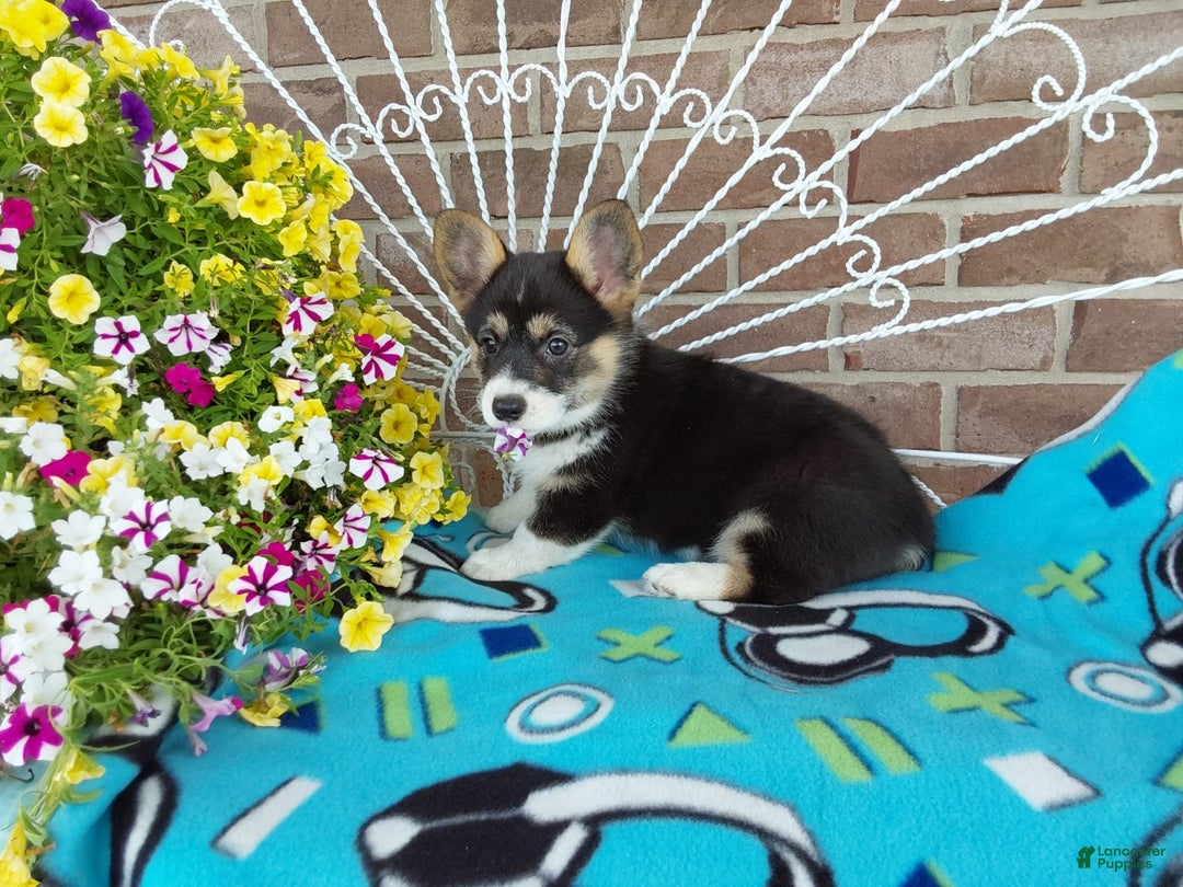 Welsh Corgi Pembroke dogs for sale: Chase - Image 4