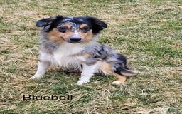 Miniature Australian Shepherd dogs for sale: Sky - Image 10
