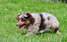 Miniature Australian Shepherd dogs for sale: Neal - Image 4