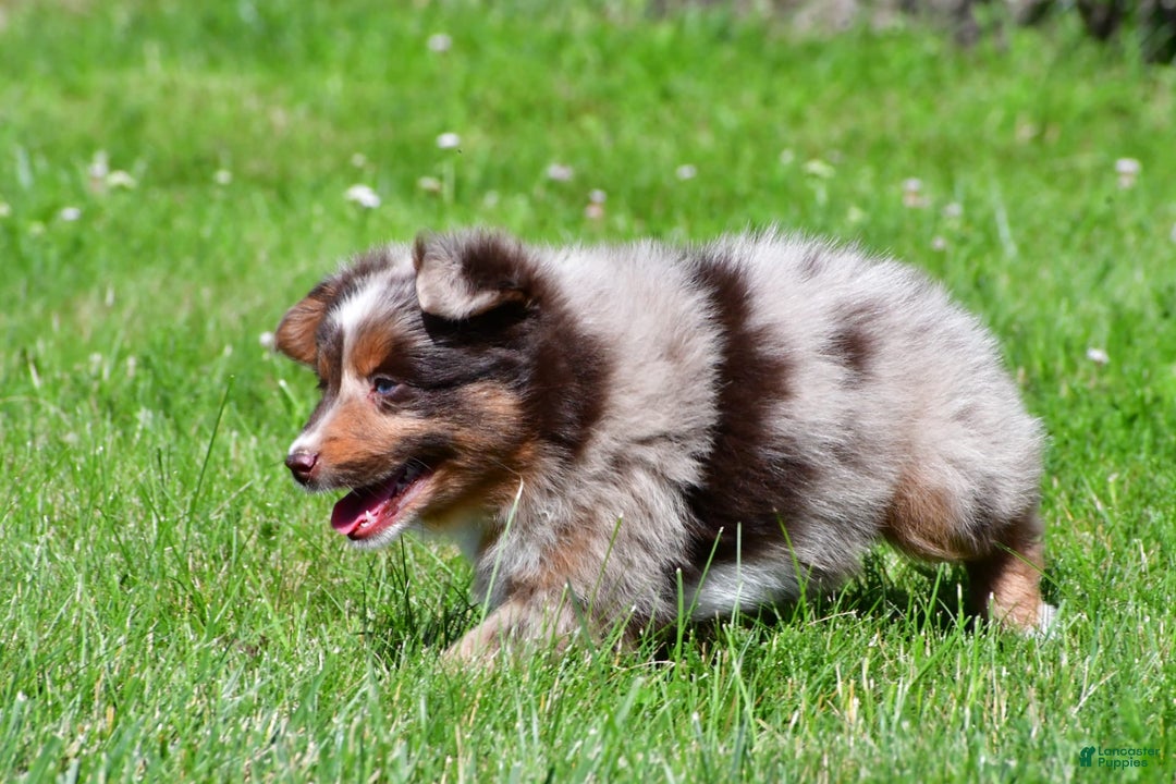 Miniature Australian Shepherd dogs for sale: Neal - Image 4