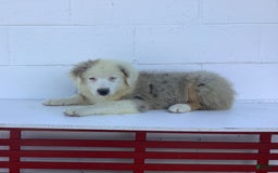 Australian Shepherd dogs for sale: Buster - Image 4