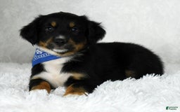 Miniature Australian Shepherd dogs for sale: Baxter - Image 6