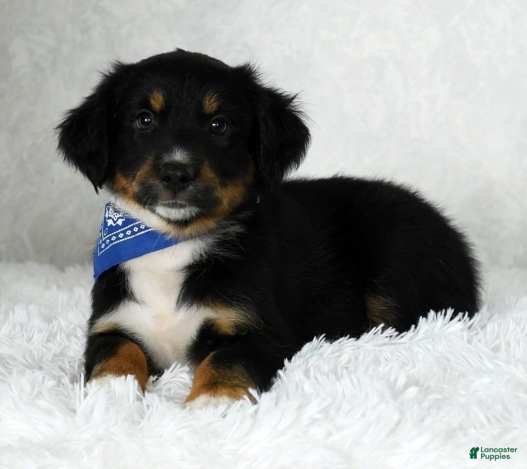Miniature Australian Shepherd dogs for sale: Baxter - Image 6