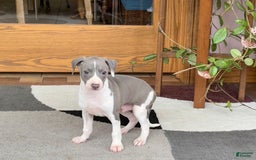 Italian Greyhound dogs for sale: Lenny - Image 9