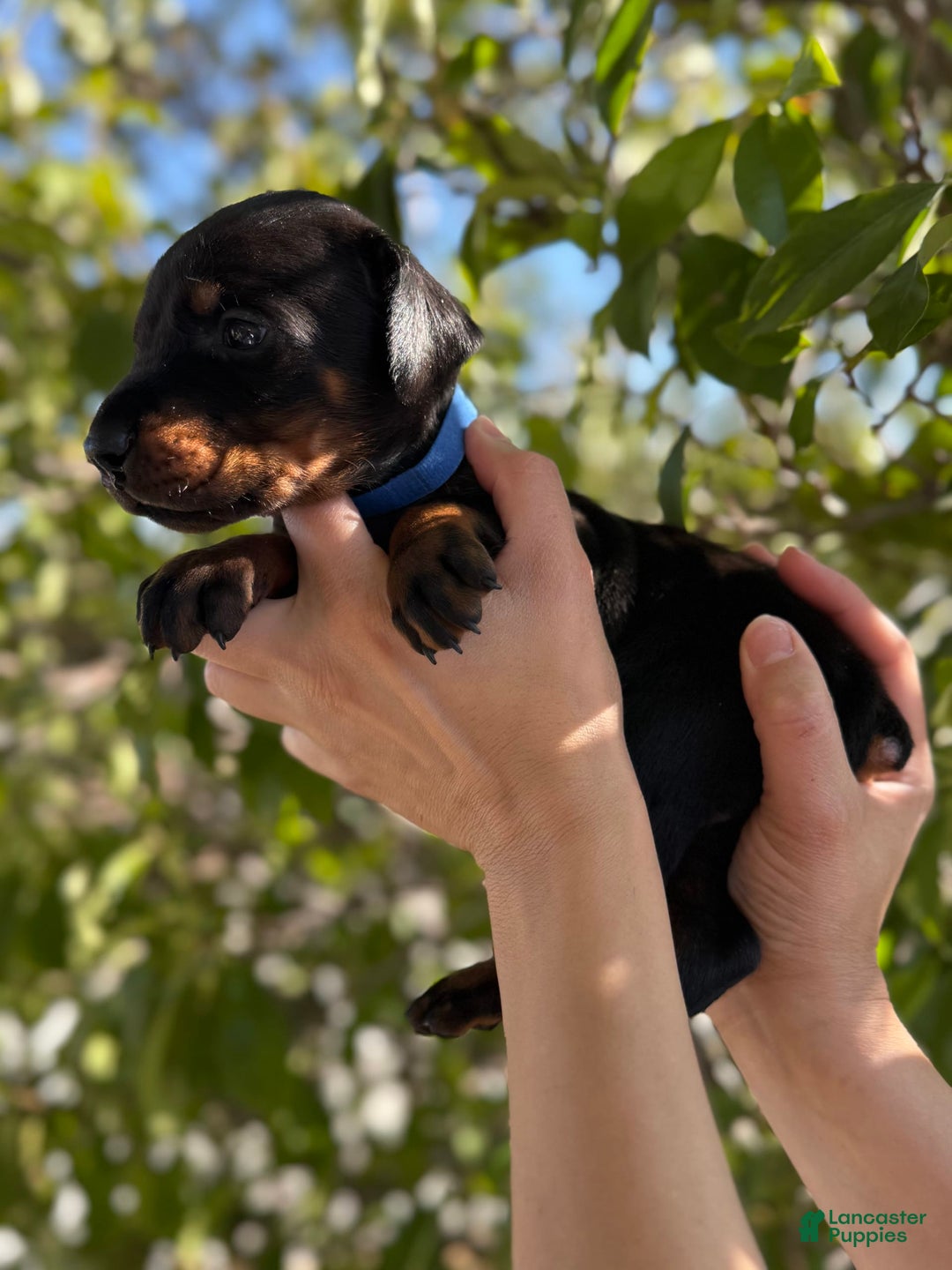 Doberman Pinscher dogs for sale: Blue Collar - Image 10