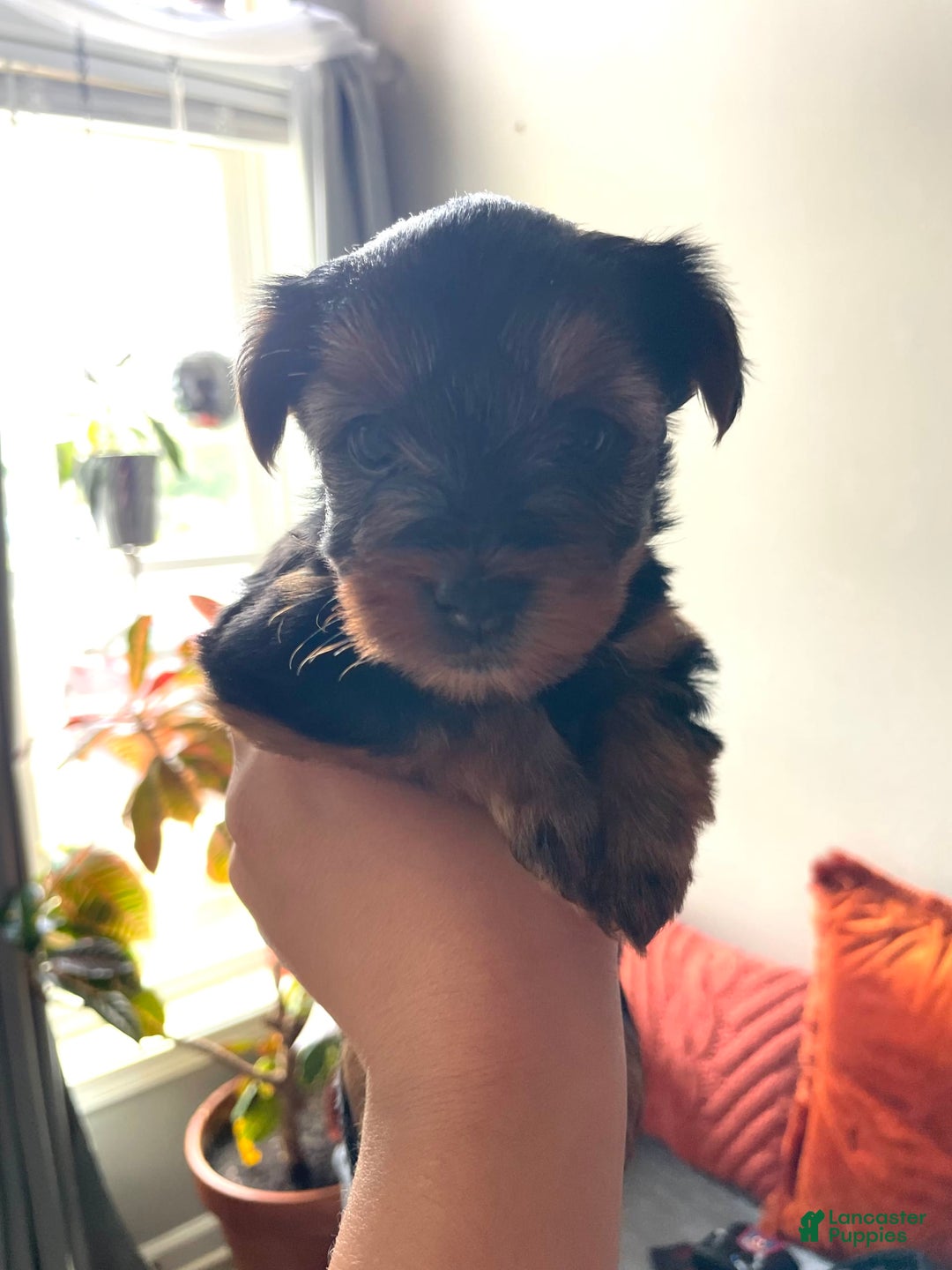 Yorkshire Terrier dogs for sale: Autumn - Image 3
